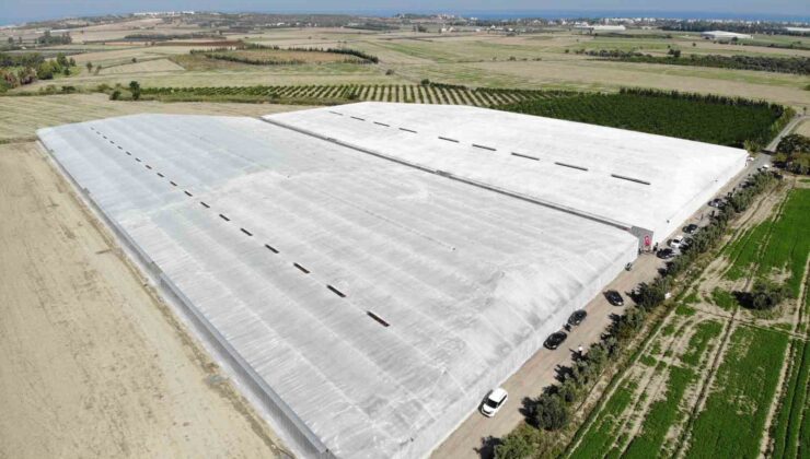 Afetzede kardeşler deprem bölgesinde 120 dönüm serada muz üretiyor