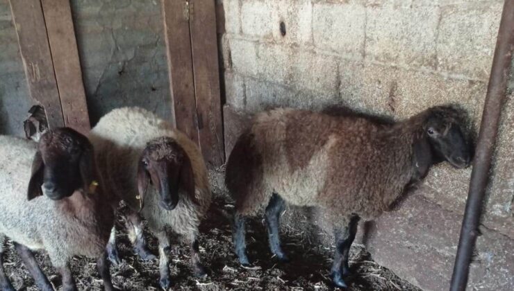 Ağıla giren başıboş köpekler 2 hayvanı telef etti