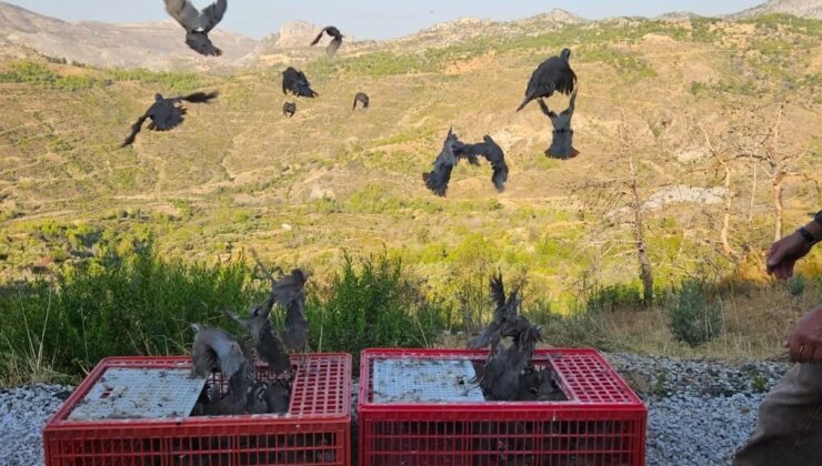 Akseki’de orman yangınına karşı doğa dostu adım: 920 keklik salımı gerçekleştirildi