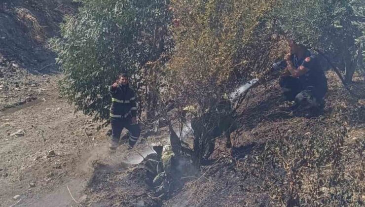 Antakya’da zeytinlik yangını