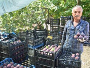 Antalya’da Bursa siyah incir hasadı tamamlandı
