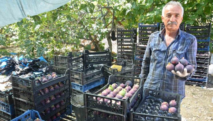 Antalya’da Bursa siyah incir hasadı tamamlandı