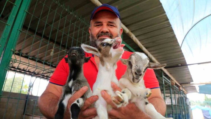 Antalya’nın Nijeryalı Cüce Keçileri: Avuç içine sığıyorlar, görenler biblo sanıyor