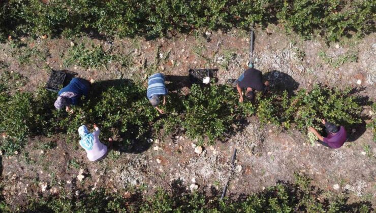 Ata toprağını üretime geçirdi, şifa deposu meyve üretti