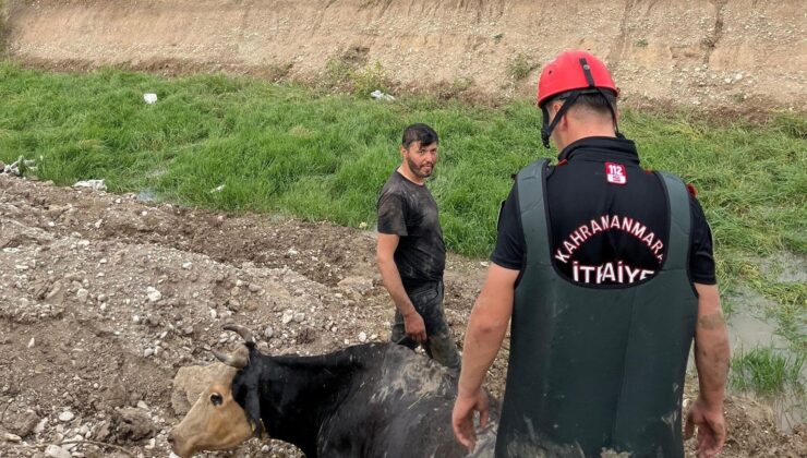 Bataklığa düşen ineği itfaiye kurtardı