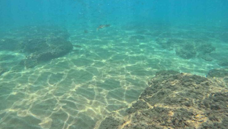 Deniz suyundaki sıcaklık artışı Akdeniz’de tür değişimini hızlandırıyor