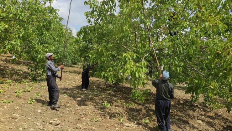 Deprem bölgesinde üreticinin yüzünü güldüren Çağlayancerit cevizi, modern tesislerde özenle işlenip paketlenerek piyasaya sürülüyor