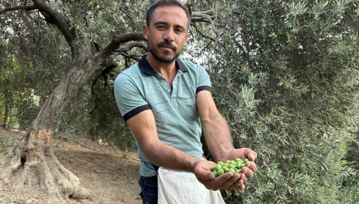 Deprem bölgesinde yüz güldüren hasat; sofralık zeytin kilogram fiyatı 70 TL’den alıcı buluyor