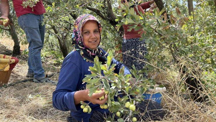 Depremzede üreticinin hasadından memnun olduğu alıç ihraç ediliyor
