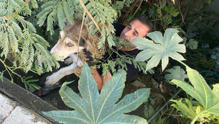 Dere yatağında mahsur kalan köpeği itfaiye kurtardı