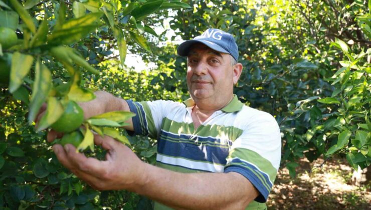 Erkenci mandalina hasadında çalışacak işçi bulamayan bahçe sahibi, 10 dönümlük bahçesinde hasada tek başına başladı