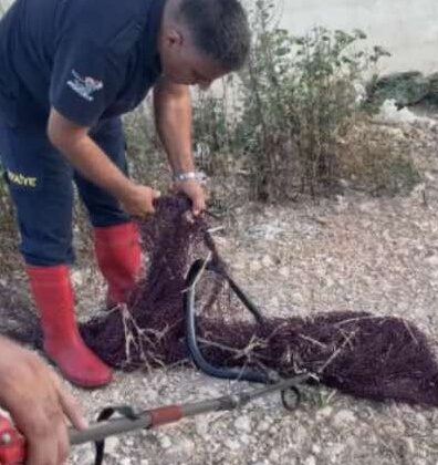 Hatay’da balık ağına takılan yılan itfaiye ekiplerince kurtarıldı