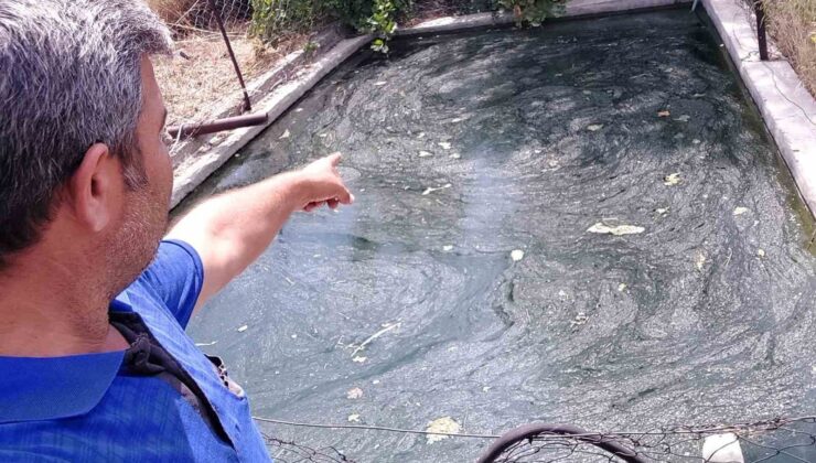 Havuzda mahsur kalan yılan ve fareyi kurtardı, ’güle güle’ diye uğurladı