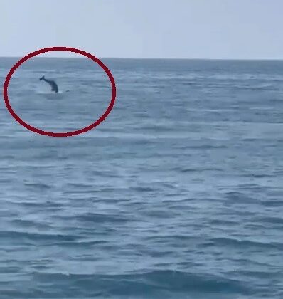 İskenderun Körfezi’nde yunus balığı heyecanı