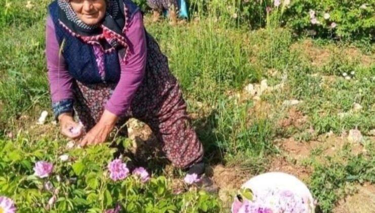 Isparta’da gül çiçeği fiyatı 90 lira olarak belirlendi