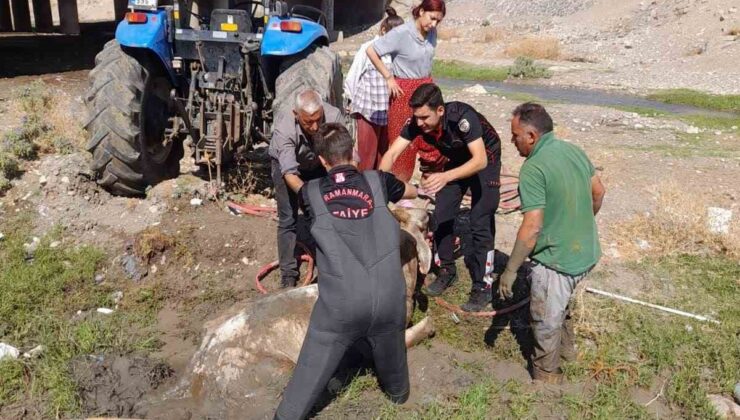 Kahramanmaraş’ta bataklığa saplanan büyükbaşı itfaiye kurtardı