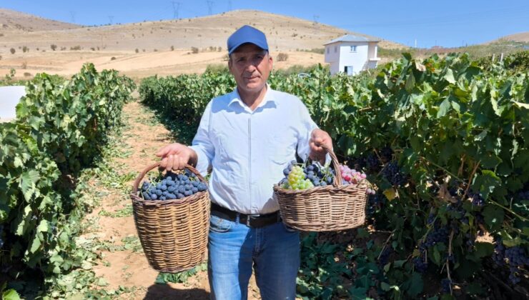 Kahramanmaraş’ta televizyonda gördü yetiştirmeye başladı, şimdi 4 ton hasat ediyor