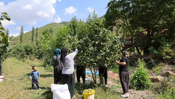 Karadeniz’den aldığı fındık fidesini Adana’da ekti, şimdi hasat ediyor