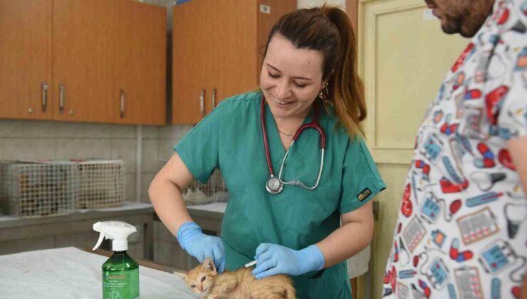 Kepez, Ağustos ayında bine yakın sokak hayvanına kucak açtı