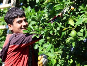 Kozan limonu Avrupa ve Asya ülkeleri için tırlara yüklendi
