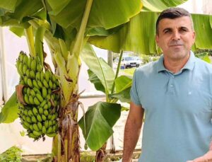 Manavgat’ta hobi bahçesinde zeytin ve muz hasadı