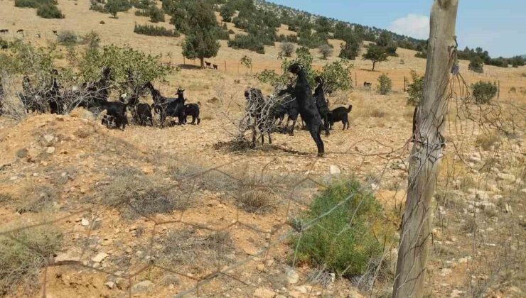 Meyveli Antep fıstığı fidanları keçilere yem oldu