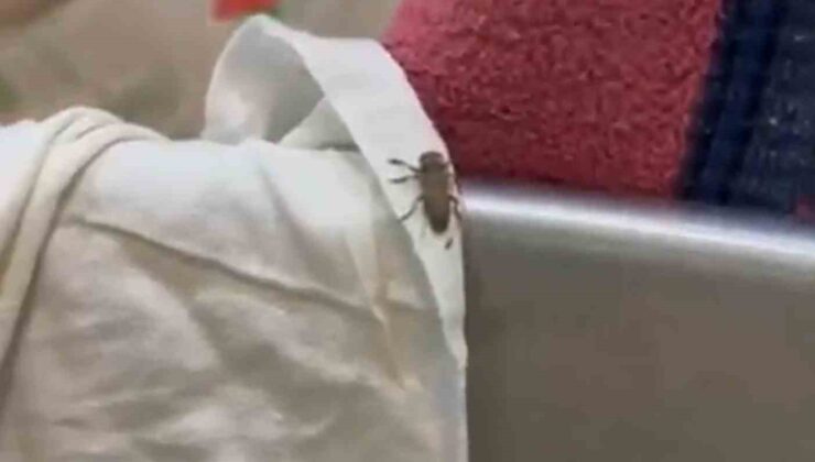 Mide bulandıran şartlarda gıda üreten 3 işletme mühürlendi
