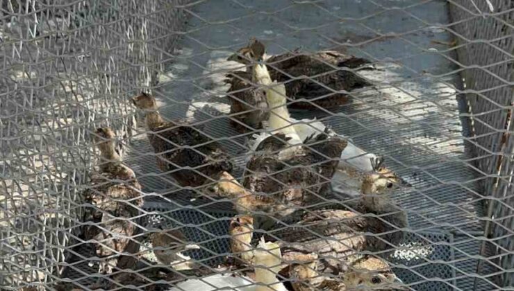 Osmaniye’de çiftlikte izinsiz tavus kuşu besleyen kişiye ceza