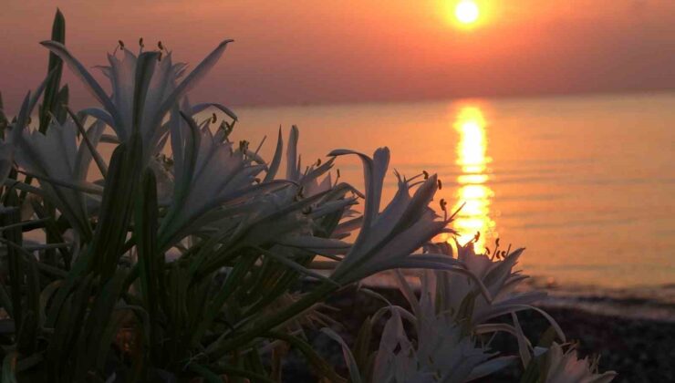 Sahiller kum zambaklarıyla doldu, çocuklar koruma altına aldı