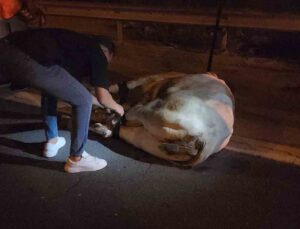Tırdan kaçarak otoyolda trafiği durduran angus, iğneyle vurularak yakalandı