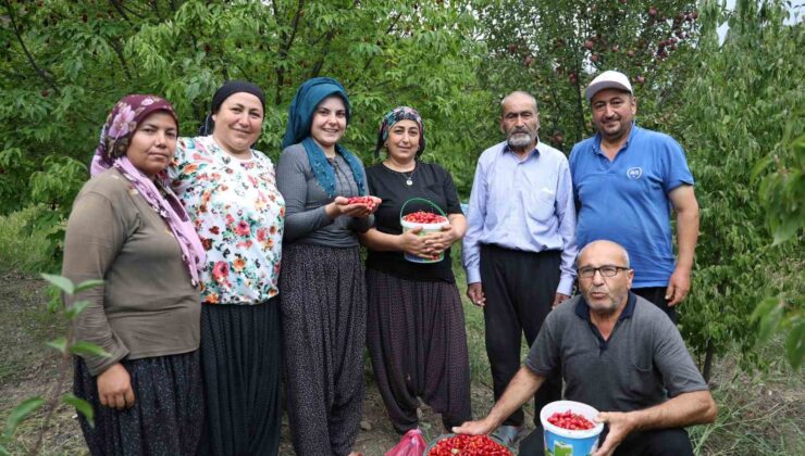 Toroslar’da yetişen şifalı kızılcık kirazının hasadı başladı
