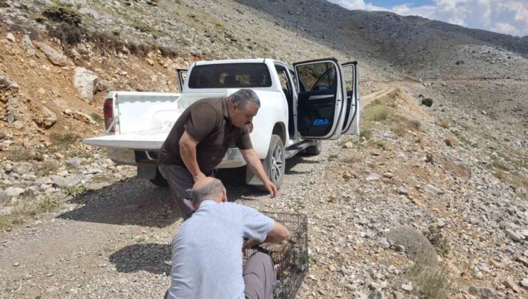 Yaralı bulunan kızıl şahin tedavi edilerek doğaya salındı