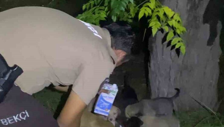 Yavru köpeklerin karnını doyuran bekçiler yürekleri ısıttı