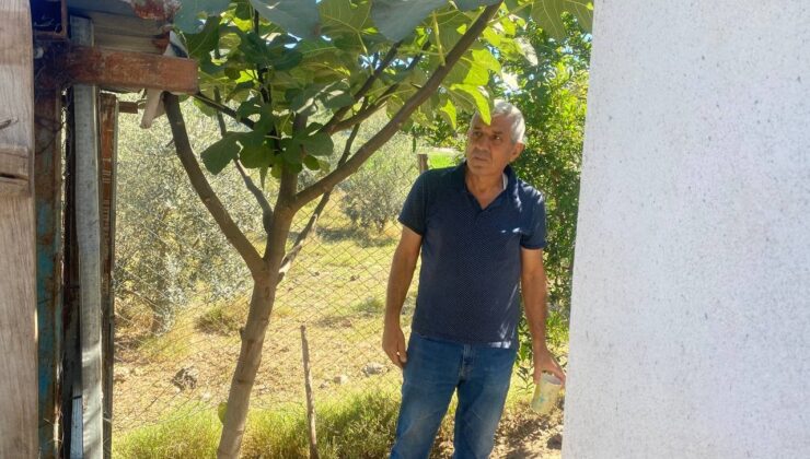 10 yıldır beslediği cins tavuklarını çaldıktan sonra kesip sattılar