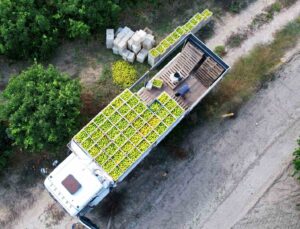 Adana’da mandalinadan 500 bin ton verim bekleniyor