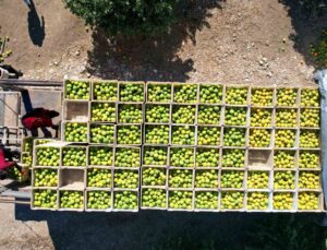 Adana’da portakaldan 371 bin ton verim bekleniyor