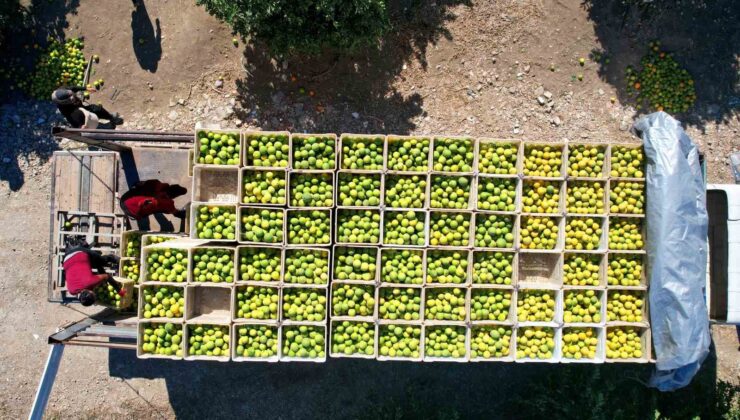 Adana’da portakaldan 371 bin ton verim bekleniyor