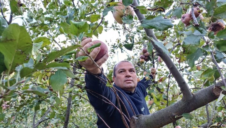 Adana’da zirveye kar yağdı, elma hasadı erken yapıldı