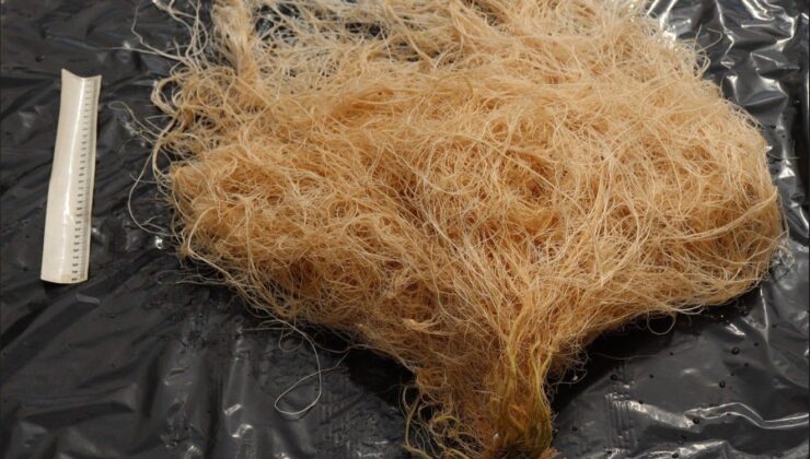 Akdeniz Üniversitesi, “Cevval” adı verilen yeni tür domates anacı geliştirdi