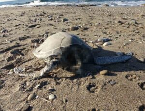 Alanya’da son bir haftada iki caretta caretta ölü bulundu