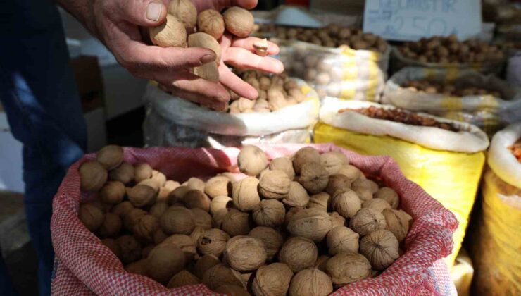 Amerika’nın ’Chandler’ cevizine rakip ’Maraş-18’ cevizi
