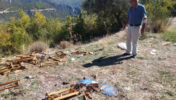 Antalya’da aç kalan ayılar kovanları parçaladı