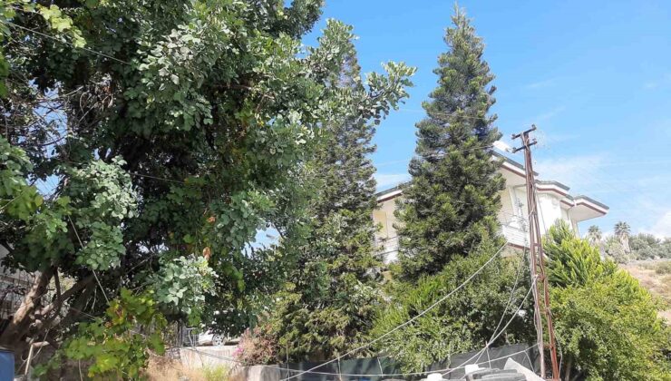 Antalya’da ağaç dalları arasından giden elektrik hattı tedirginliği