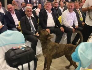 Antalya’da fuar alanına girip dron kovalayan köpek gülümsetti