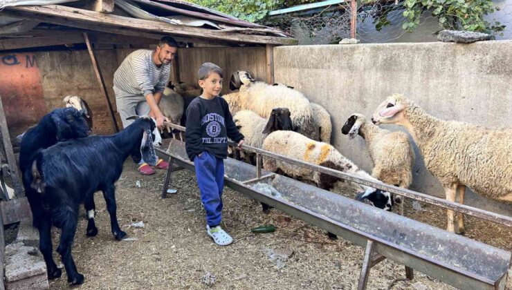 Arabasını satarak hayvancılığa başlayan depremzede baba ve böbrek hastası 2 evladının umudu olan 22 koyunu polis ekipleri buldu