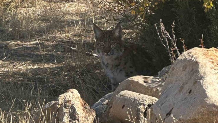 Burdur’da nesli tükenme tehlikesi altında bulunan vaşak görüntülendi