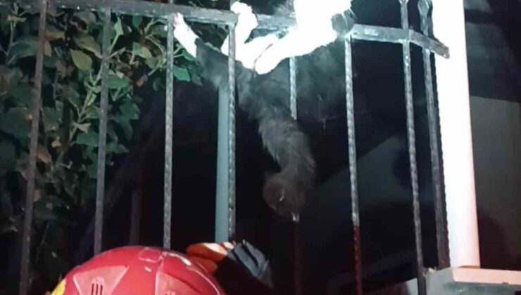 Demir korkuluklara sıkışan kediyi itfaiye kurtardı