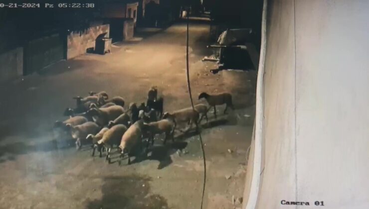 Depremzede vatandaşın 22 küçükbaş hayvanını sürerek çalıp götürdüler: O anlar kamerada