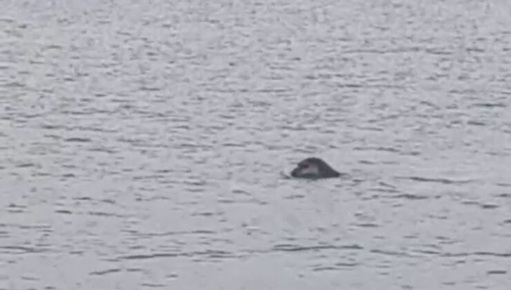 İskenderun körfezinde nesli tükenmekte olan Akdeniz foku kameralara yakalandı