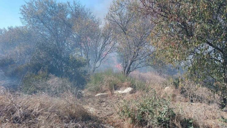 İtfaiyeciden yangının içinde kalan kaplumbağaya can suyu